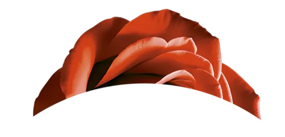 Flor Rosas Vermelhas