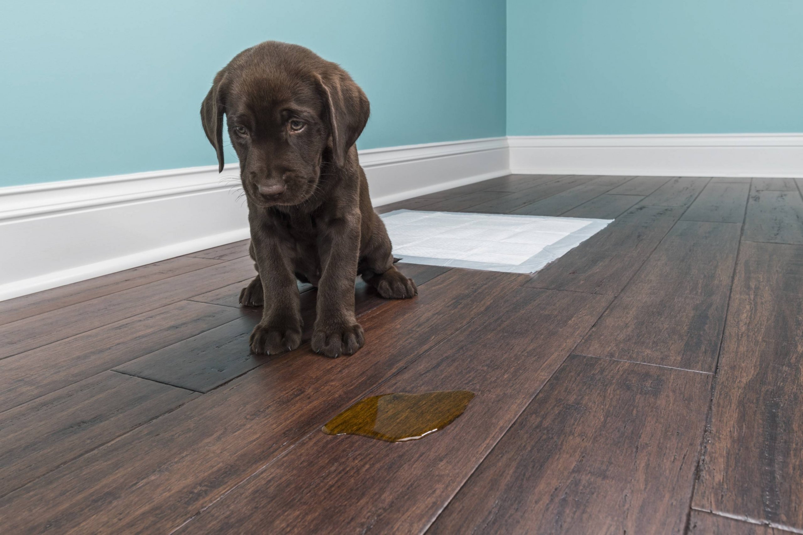 Saiba Como Decorar Casinha de Cachorro